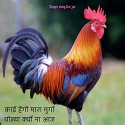 kaee hego maara murga bolya kyoon na aaj