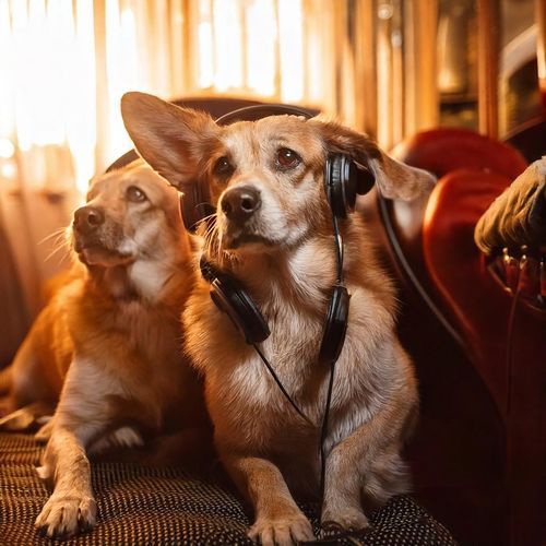 Gentle Paws: Music for Dogs
