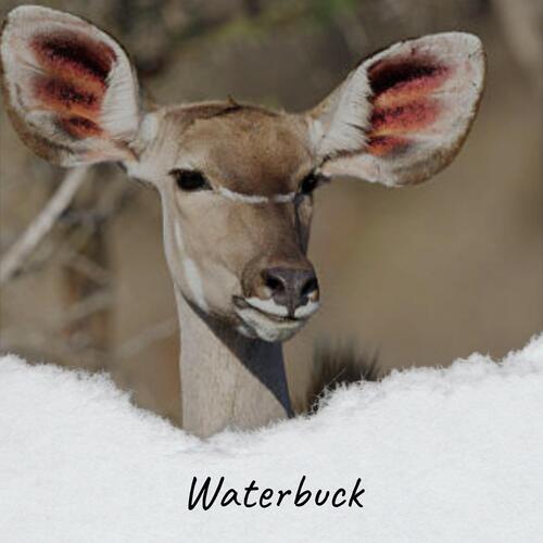 Waterbuck cover art