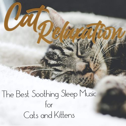 Cat Music Therapy cover art