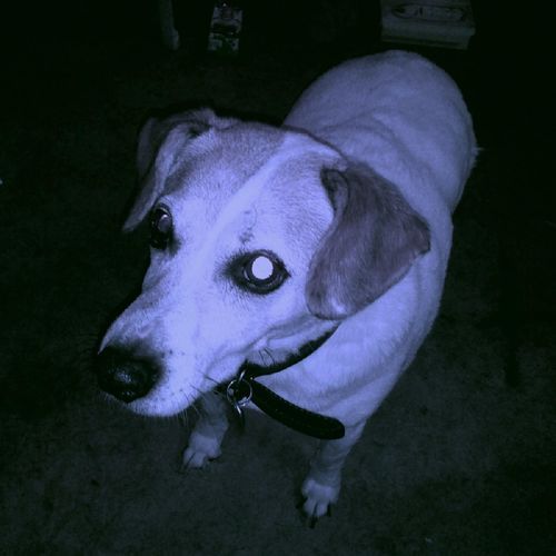 Otto Pooped on the Table Once