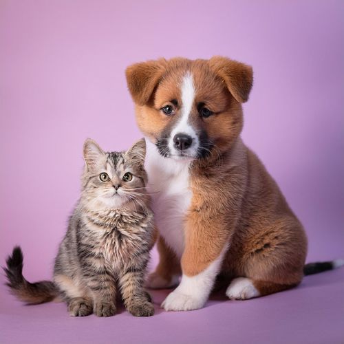 Música Lofi Tranquila Para Momentos De Paz Con Mascotas