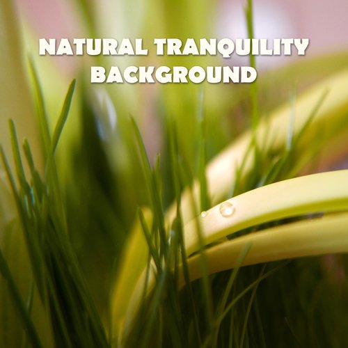 Natural Tranquility Background (Long Relaxation, Piano & Guitar Music, Serenity in Wellness Center, Nature Sounds, Therapeutic Touch)