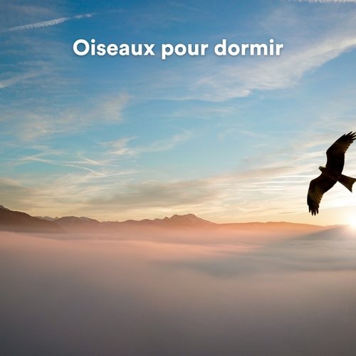 Oiseaux pour dormir (Sons d&#039;oiseaux pour relaxation)_poster_image