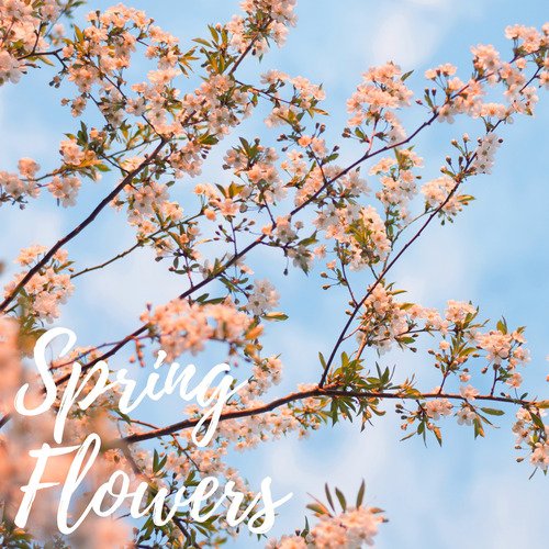 Spring Flowers_poster_image