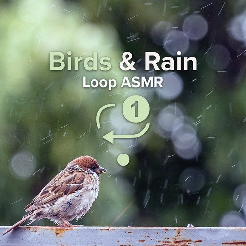 Birds &amp; Rain Loop Asmr_poster_image