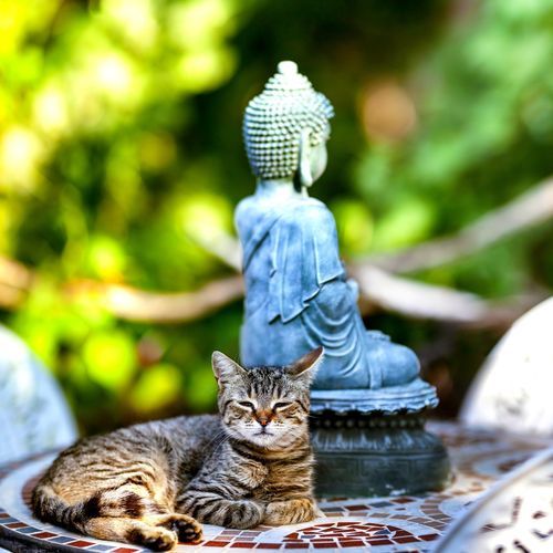 Sleeping Cat next to a Small Zen Fountain