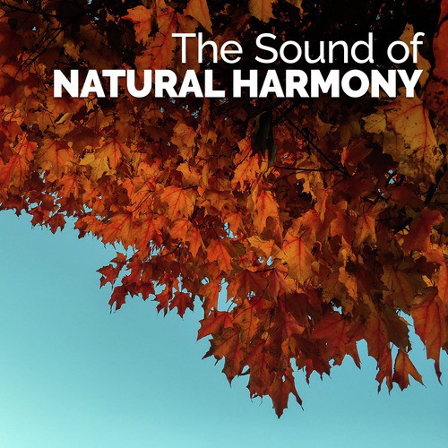The Sound of Natural Harmony