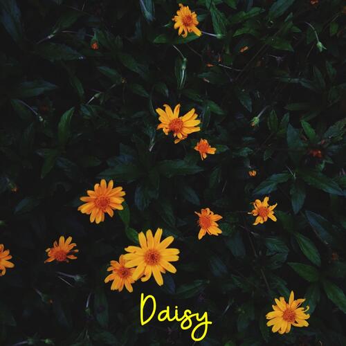 Daisy cover art