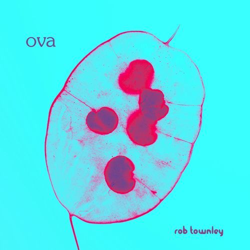 Ova cover art