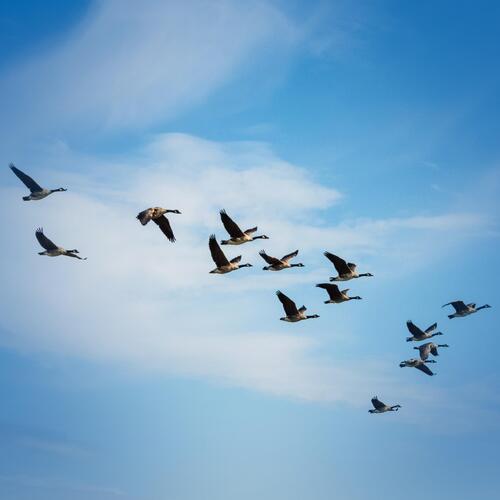 Relaxing Birds and Geese Sounds to Sleep, Study and Meditate