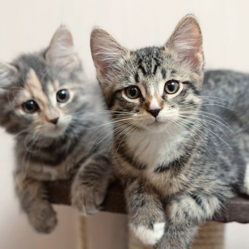 Quiet Sounds for Cat Moods