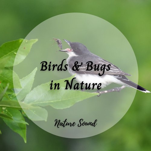 Nature Sound: Birds & Bugs in Nature_poster_image