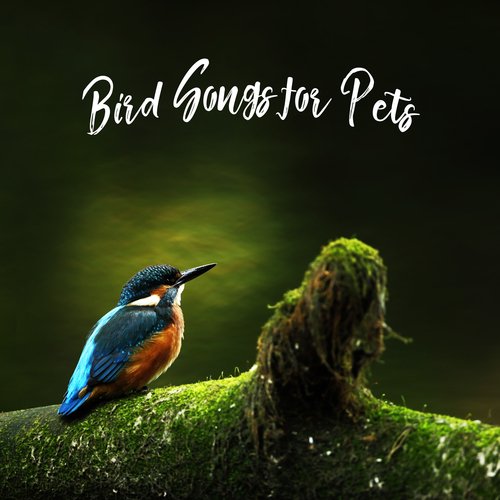 Cat Music Therapy cover art