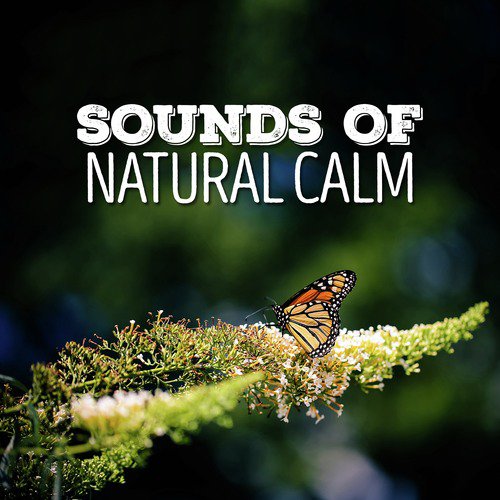 Sounds of Natural Calm