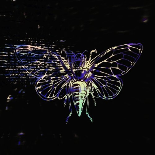 Cicada