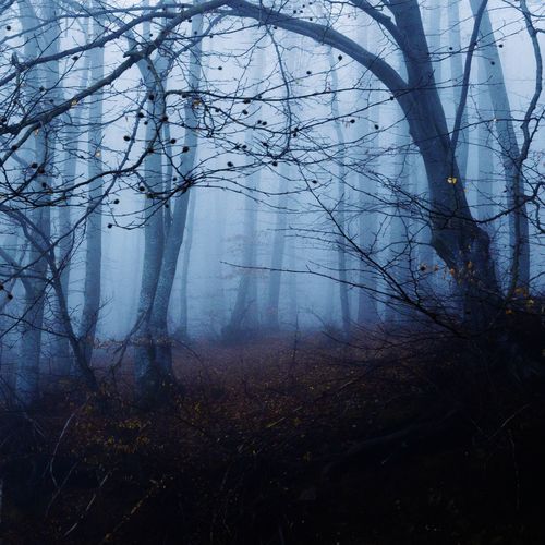 darknight