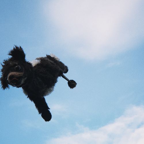 monty (＾ᴥ＾) (acoustic) cover art