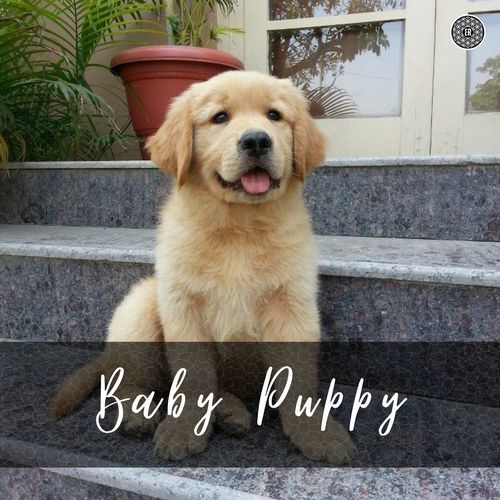 Baby Puppy cover art