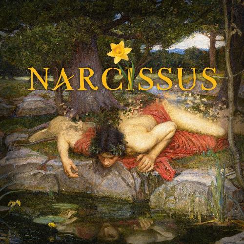 Narcissus