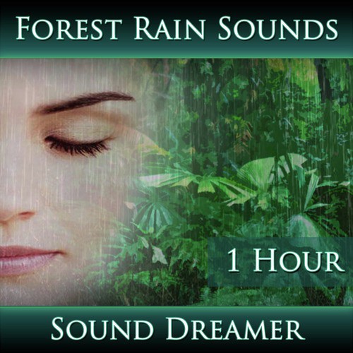 Forest Rain Sounds - 1 Hour
