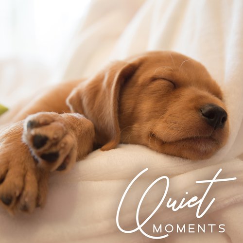 Quiet Moments: Doggy Relax, Soothing Music for Dog Restful Sleep, Anxiety Relief and Relaxation_poster_image