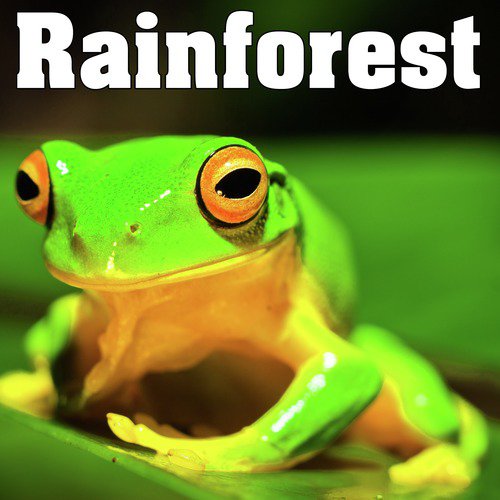 Rainforest - Sounds of Nature