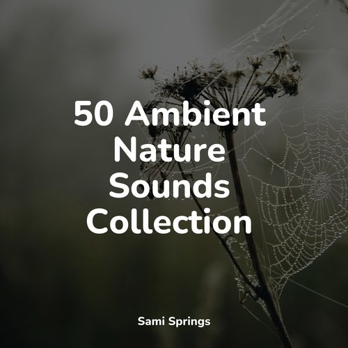 50 Ambient Nature Sounds Collection