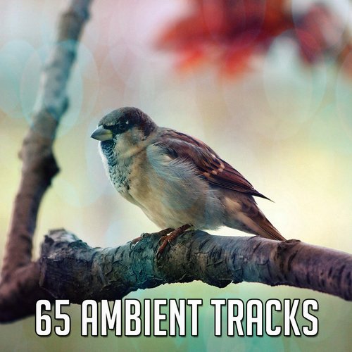 65 Ambient Tracks