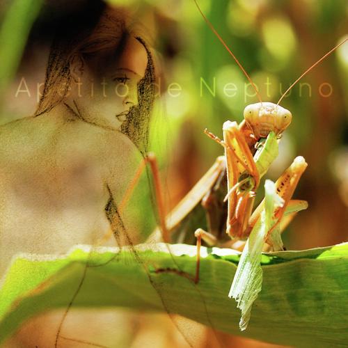 For My Joy Only cover art