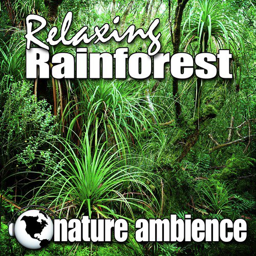 Forest Rain a Natural Habitat for Yoga Relaxation and Meditation