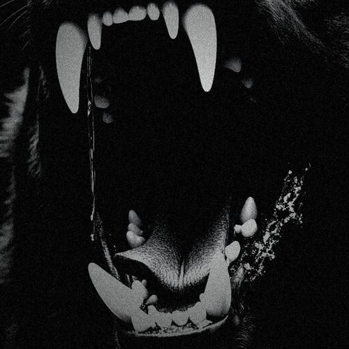 Dog Teeth cover art