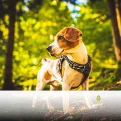 Côte et Océan Orageux Doux