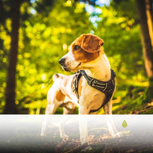 La meilleure musique relaxante pour les chiens anxieux! Sons de la forêt