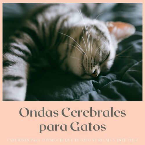 Gatos Estresados cover art
