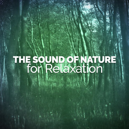 The Sound of Nature for Relaxation