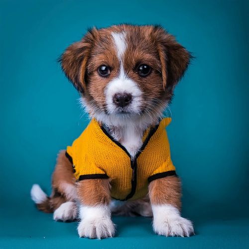 Música Suave Para Perros: Delicada Y Reconfortante