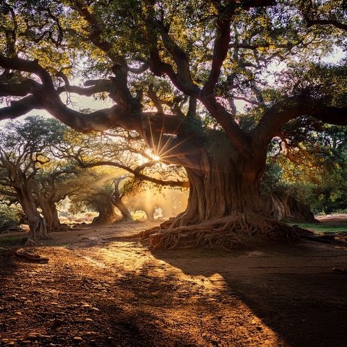 Music Carved From The Stone Of Timeless Dreaming