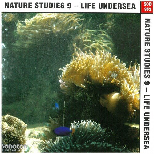 Deep Sea Creatures cover art
