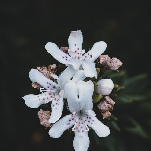 Soothing Recordings | Zen Spa