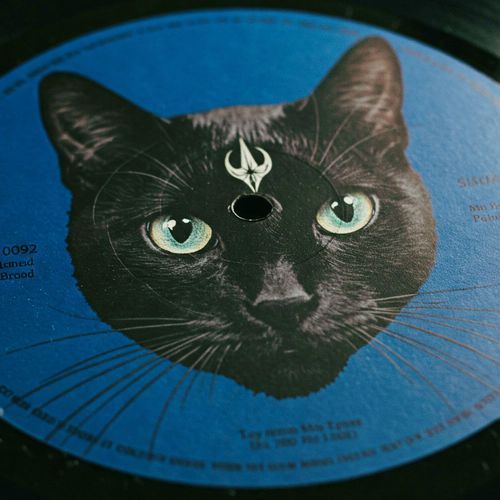 Black Cat