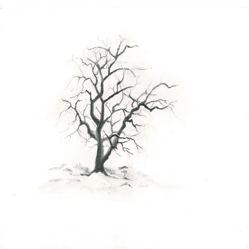 Laatbloeier cover art