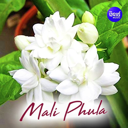 Mali Phula
