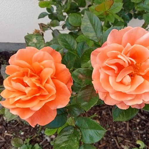 Pop Songs, Vol. 7 (Instrumental Versions)