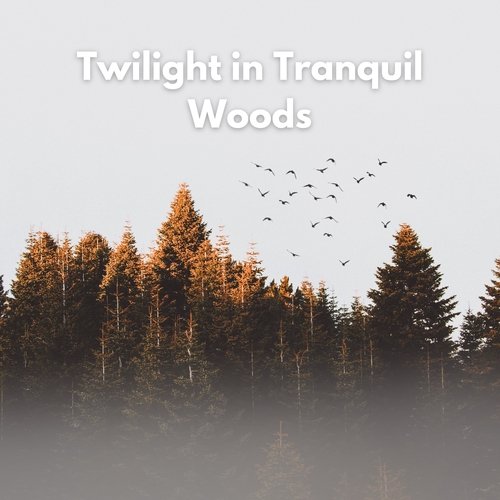 Twilight in Tranquil Woods