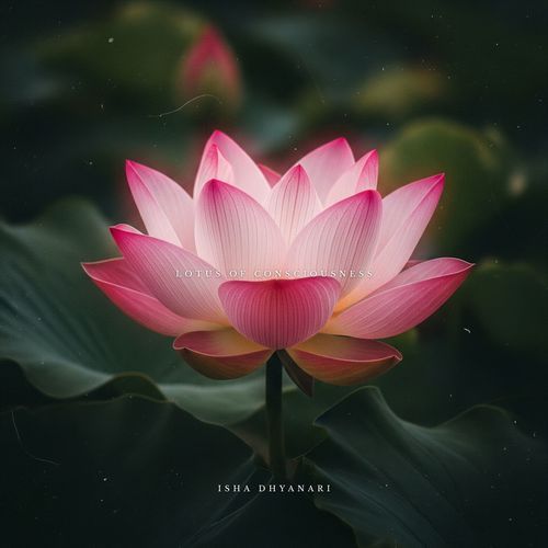 Lotus of Consciousness