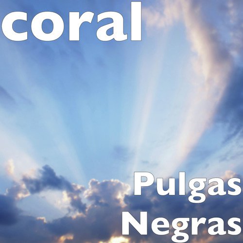 Pulgas Negras