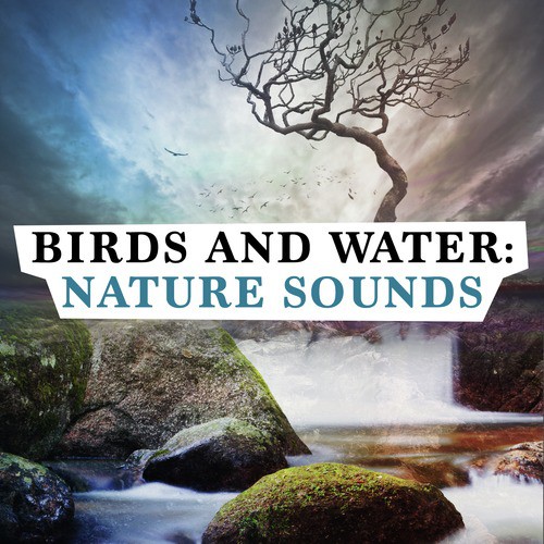 Birds and Water: Nature Sounds