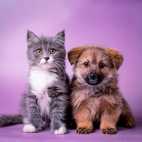 Sonidos Lofi Suaves Para Aliviar La Ansiedad De Las Mascotas