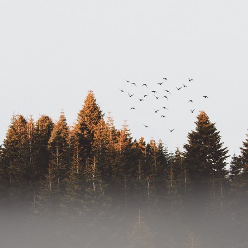 Forlorn Hopes cover art